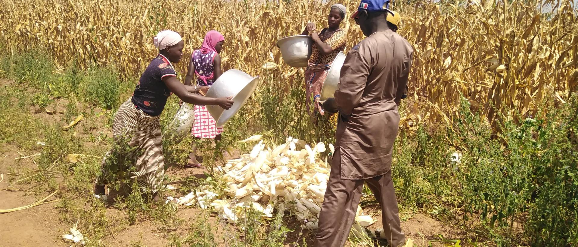 Agriculteurs dans un champ