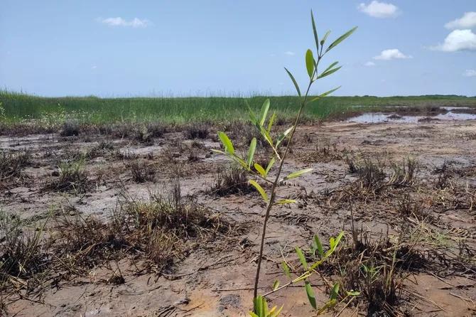 Pousse d'un arbre dans une mangrove au Ghana