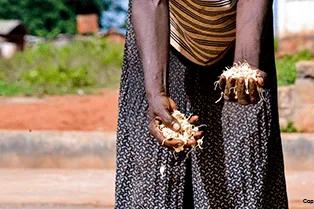 Les mains d'une femme qui tendent du manioc